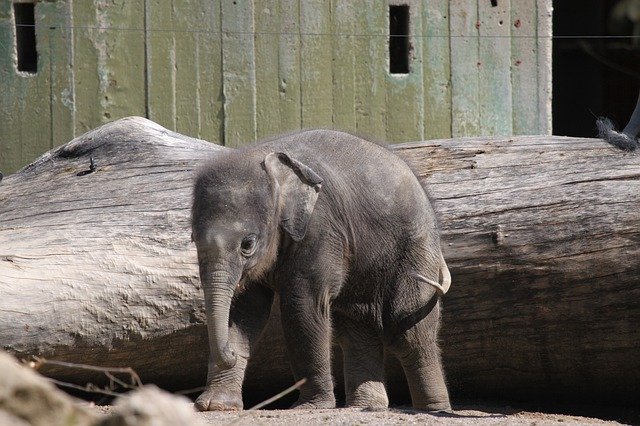 Free download Elephant Young Baby -  free photo or picture to be edited with GIMP online image editor