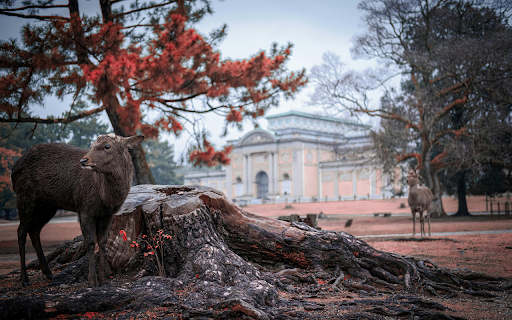 A Deer by the Stump from Chrome web store to be run with OffiDocs Chromium online A Deer by the Stump from Chrome web store to be run with OffiDocs Chromium online