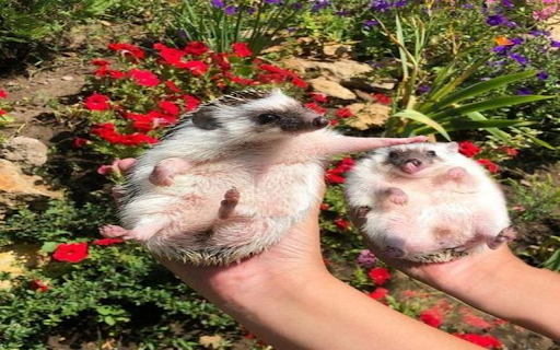 Adorable hedgehog wallpaper from Chrome web store to be run with OffiDocs Chromium online Adorable hedgehog wallpaper from Chrome web store to be run with OffiDocs Chromium online