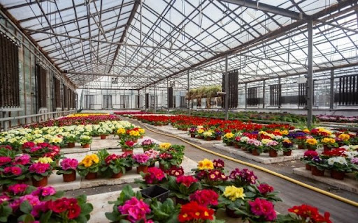 A Flourishing Tapestry of Primula Varieties from Chrome web store to be run with OffiDocs Chromium online A Flourishing Tapestry of Primula Varieties from Chrome web store to be run with OffiDocs Chromium online