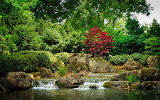 A Jewel in the Landscape: Acer palmatum from Chrome web store to be run with OffiDocs Chromium online A Jewel in the Landscape: Acer palmatum from Chrome web store to be run with OffiDocs Chromium online