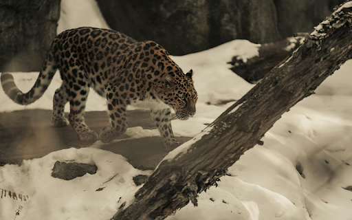 Amur Leopard Walking through Snowy Landscape from Chrome web store to be run with OffiDocs Chromium online Amur Leopard Walking through Snowy Landscape from Chrome web store to be run with OffiDocs Chromium online