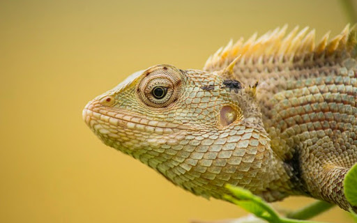 ANIMAL THEME from Chrome web store to be run with OffiDocs Chromium online ANIMAL THEME from Chrome web store to be run with OffiDocs Chromium online