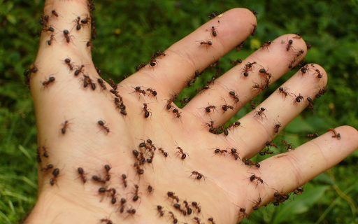 Ants crawling on hand from Chrome web store to be run with OffiDocs Chromium online Ants crawling on hand from Chrome web store to be run with OffiDocs Chromium online