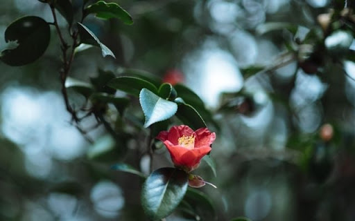 A Scarlet Camellia Amidst Foliage from Chrome web store to be run with OffiDocs Chromium online A Scarlet Camellia Amidst Foliage from Chrome web store to be run with OffiDocs Chromium online