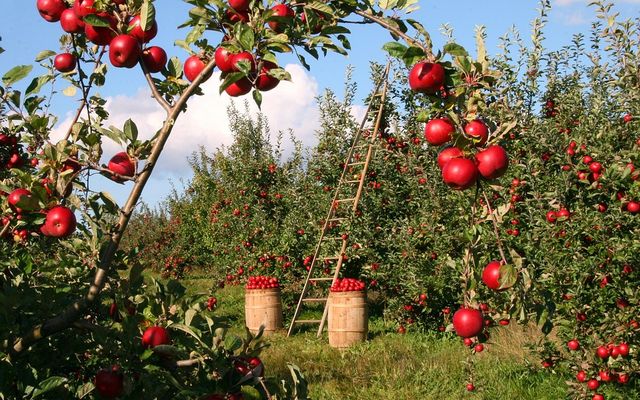 Asia Farming from Chrome web store to be run with OffiDocs Chromium online Asia Farming from Chrome web store to be run with OffiDocs Chromium online