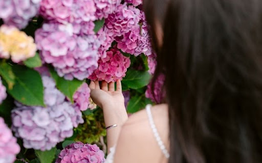 A Tactile Moment with Hydrangea macrophylla from Chrome web store to be run with OffiDocs Chromium online A Tactile Moment with Hydrangea macrophylla from Chrome web store to be run with OffiDocs Chromium online