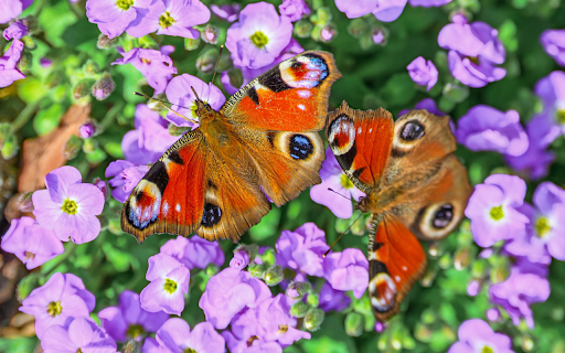 Beautiful Butterflies from Chrome web store to be run with OffiDocs Chromium online Beautiful Butterflies from Chrome web store to be run with OffiDocs Chromium online