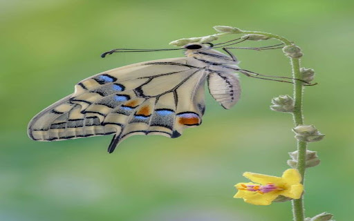 beautiful butterfly wallpaper from Chrome web store to be run with OffiDocs Chromium online beautiful butterfly wallpaper from Chrome web store to be run with OffiDocs Chromium online