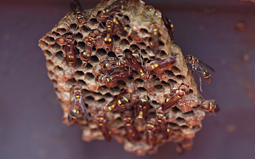 Beautiful little beehive from Chrome web store to be run with OffiDocs Chromium online Beautiful little beehive from Chrome web store to be run with OffiDocs Chromium online