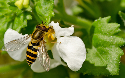 Bee and white flower from Chrome web store to be run with OffiDocs Chromium online Bee and white flower from Chrome web store to be run with OffiDocs Chromium online