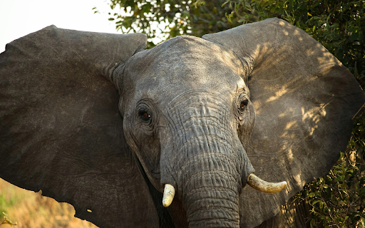 Big Ear Elephant from Chrome web store to be run with OffiDocs Chromium online Big Ear Elephant from Chrome web store to be run with OffiDocs Chromium online