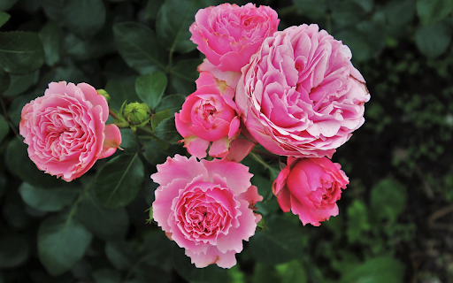 Big roses from Chrome web store to be run with OffiDocs Chromium online Big roses from Chrome web store to be run with OffiDocs Chromium online