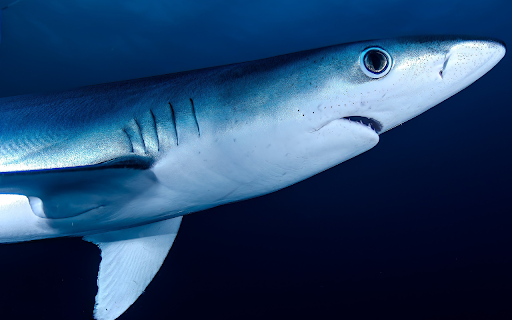 Big shark from Chrome web store to be run with OffiDocs Chromium online Big shark from Chrome web store to be run with OffiDocs Chromium online