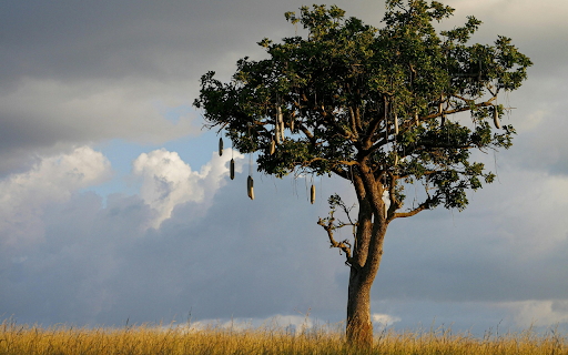 Big tree and dangling fruit from Chrome web store to be run with OffiDocs Chromium online Big tree and dangling fruit from Chrome web store to be run with OffiDocs Chromium online