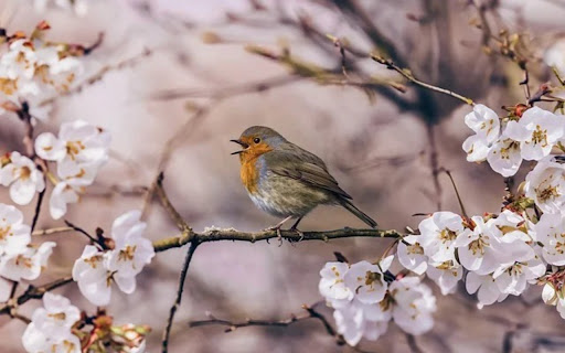 BIRD AND TREE THEME from Chrome web store to be run with OffiDocs Chromium online BIRD AND TREE THEME from Chrome web store to be run with OffiDocs Chromium online