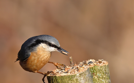 Bird Catching Worms from Chrome web store to be run with OffiDocs Chromium online Bird Catching Worms from Chrome web store to be run with OffiDocs Chromium online