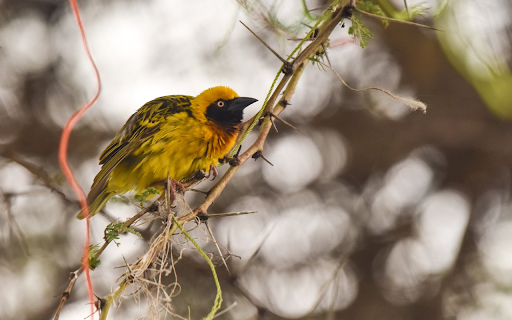 Bird on a thorny branch from Chrome web store to be run with OffiDocs Chromium online Bird on a thorny branch from Chrome web store to be run with OffiDocs Chromium online