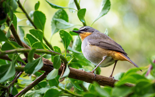 Bird on branch from Chrome web store to be run with OffiDocs Chromium online Bird on branch from Chrome web store to be run with OffiDocs Chromium online