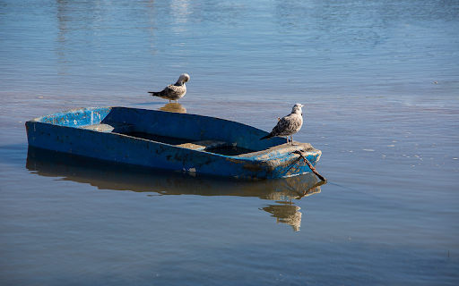 Birds on a Boat from Chrome web store to be run with OffiDocs Chromium online Birds on a Boat from Chrome web store to be run with OffiDocs Chromium online