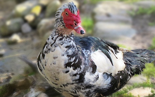 Black and white goose from Chrome web store to be run with OffiDocs Chromium online Black and white goose from Chrome web store to be run with OffiDocs Chromium online