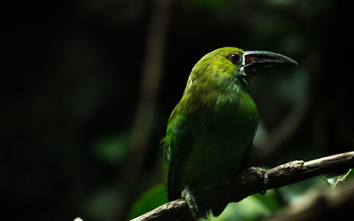 Black billed bird from Chrome web store to be run with OffiDocs Chromium online Black billed bird from Chrome web store to be run with OffiDocs Chromium online