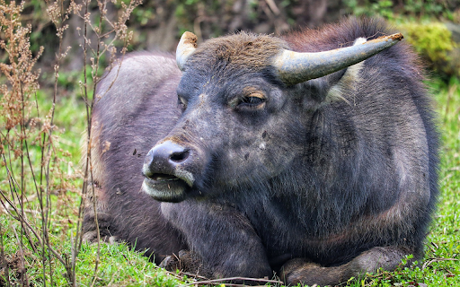 Black buffalo from Chrome web store to be run with OffiDocs Chromium online Black buffalo from Chrome web store to be run with OffiDocs Chromium online