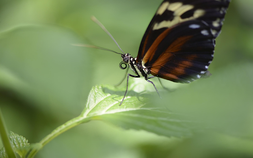 Black butterfly from Chrome web store to be run with OffiDocs Chromium online Black butterfly from Chrome web store to be run with OffiDocs Chromium online