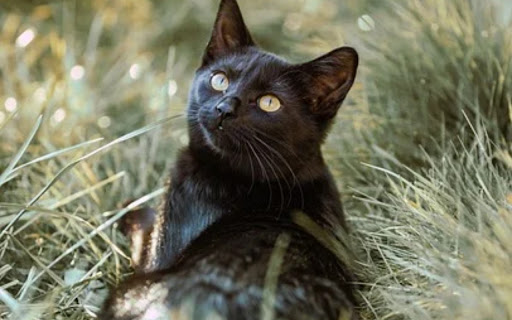 BLACK CAT Theme from Chrome web store to be run with OffiDocs Chromium online BLACK CAT Theme from Chrome web store to be run with OffiDocs Chromium online