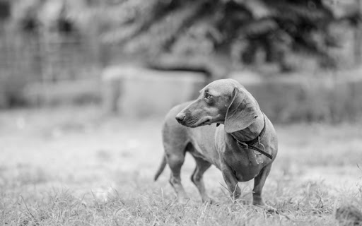 BLACK DOG Theme from Chrome web store to be run with OffiDocs Chromium online BLACK DOG Theme from Chrome web store to be run with OffiDocs Chromium online