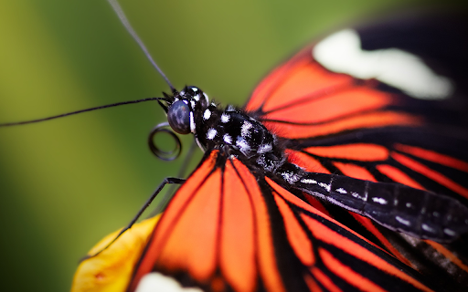 Black dragonfly from Chrome web store to be run with OffiDocs Chromium online Black dragonfly from Chrome web store to be run with OffiDocs Chromium online