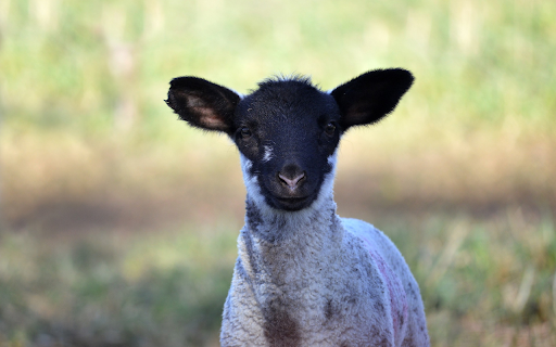Black Faced Lamb from Chrome web store to be run with OffiDocs Chromium online Black Faced Lamb from Chrome web store to be run with OffiDocs Chromium online
