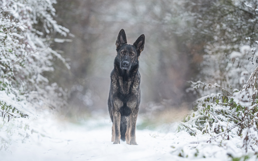 black hound from Chrome web store to be run with OffiDocs Chromium online black hound from Chrome web store to be run with OffiDocs Chromium online