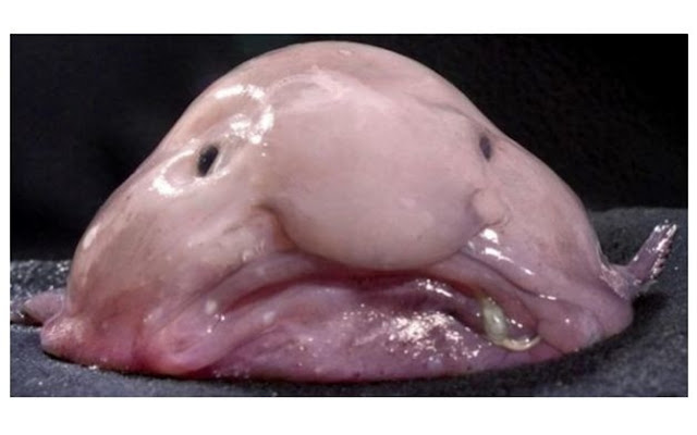 Blobfish from Chrome web store to be run with OffiDocs Chromium online Blobfish from Chrome web store to be run with OffiDocs Chromium online