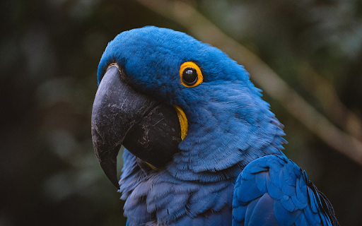 Blue and Yellow Eyed Parrot from Chrome web store to be run with OffiDocs Chromium online Blue and Yellow Eyed Parrot from Chrome web store to be run with OffiDocs Chromium online