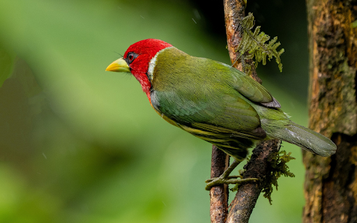 Blue bird with red head from Chrome web store to be run with OffiDocs Chromium online Blue bird with red head from Chrome web store to be run with OffiDocs Chromium online