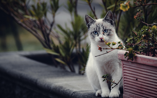 Blue Eyed Garden Cat from Chrome web store to be run with OffiDocs Chromium online Blue Eyed Garden Cat from Chrome web store to be run with OffiDocs Chromium online