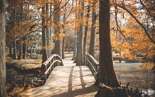 Blue flowers and white flowers from Chrome web store to be run with OffiDocs Chromium online Blue flowers and white flowers from Chrome web store to be run with OffiDocs Chromium online