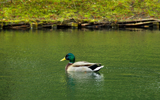 Blue necked Duck in the Lake from Chrome web store to be run with OffiDocs Chromium online Blue necked Duck in the Lake from Chrome web store to be run with OffiDocs Chromium online