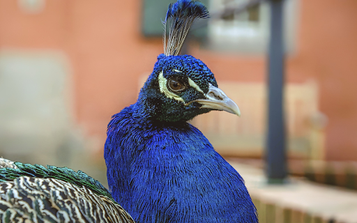 Blue Peacock from Chrome web store to be run with OffiDocs Chromium online Blue Peacock from Chrome web store to be run with OffiDocs Chromium online