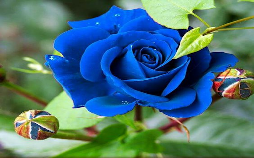 Blue rose wallpaper from Chrome web store to be run with OffiDocs Chromium online Blue rose wallpaper from Chrome web store to be run with OffiDocs Chromium online