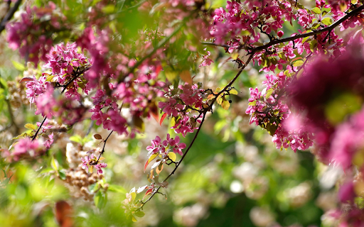 Bougainvillea flowers bloom from Chrome web store to be run with OffiDocs Chromium online Bougainvillea flowers bloom from Chrome web store to be run with OffiDocs Chromium online