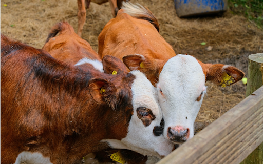 Brown cow with white head from Chrome web store to be run with OffiDocs Chromium online Brown cow with white head from Chrome web store to be run with OffiDocs Chromium online