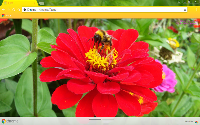 Bumble bee on a flower from Chrome web store to be run with OffiDocs Chromium online Bumble bee on a flower from Chrome web store to be run with OffiDocs Chromium online
