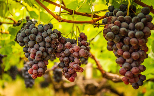 Bunch of delicious purple grapes from Chrome web store to be run with OffiDocs Chromium online Bunch of delicious purple grapes from Chrome web store to be run with OffiDocs Chromium online