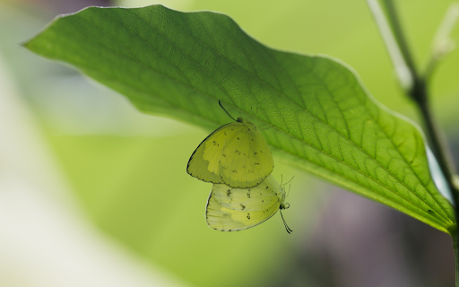 Butterflies under the leaf from Chrome web store to be run with OffiDocs Chromium online Butterflies under the leaf from Chrome web store to be run with OffiDocs Chromium online