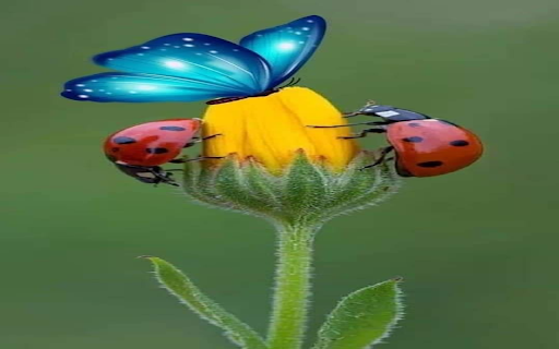 Butterfly, orange beetle and flower bud wallpapers from Chrome web store to be run with OffiDocs Chromium online Butterfly, orange beetle and flower bud wallpapers from Chrome web store to be run with OffiDocs Chromium online