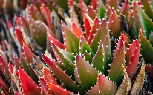 CACTUSTheme from Chrome web store to be run with OffiDocs Chromium online CACTUSTheme from Chrome web store to be run with OffiDocs Chromium online