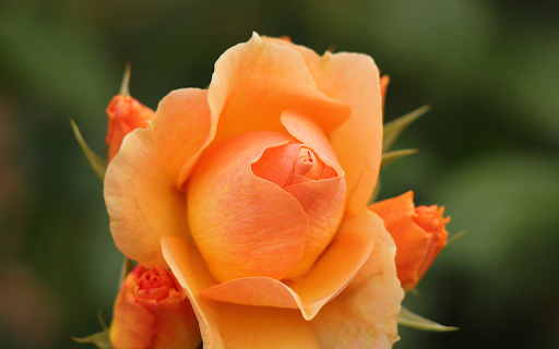 Carrot colored roses from Chrome web store to be run with OffiDocs Chromium online Carrot colored roses from Chrome web store to be run with OffiDocs Chromium online