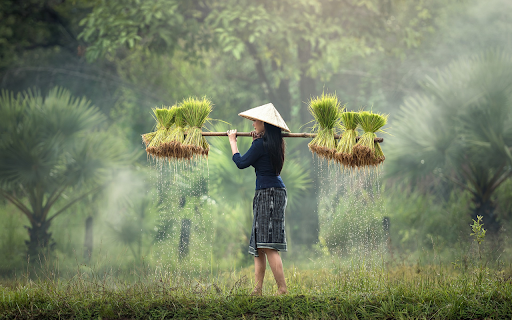 Carrying young seedlings from Chrome web store to be run with OffiDocs Chromium online Carrying young seedlings from Chrome web store to be run with OffiDocs Chromium online